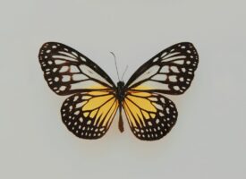 Forschungsprojekt »Lebensqualität für Schmetterlingskinder« vergibt Abschlussarbeiten
